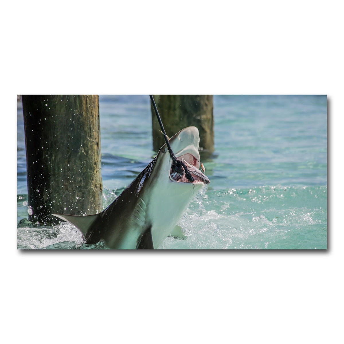 AUTO-MOCKUP WHITE | Bull Shark Snacking | 1 Piece | Gallery Wrap Canvas | group=2x1