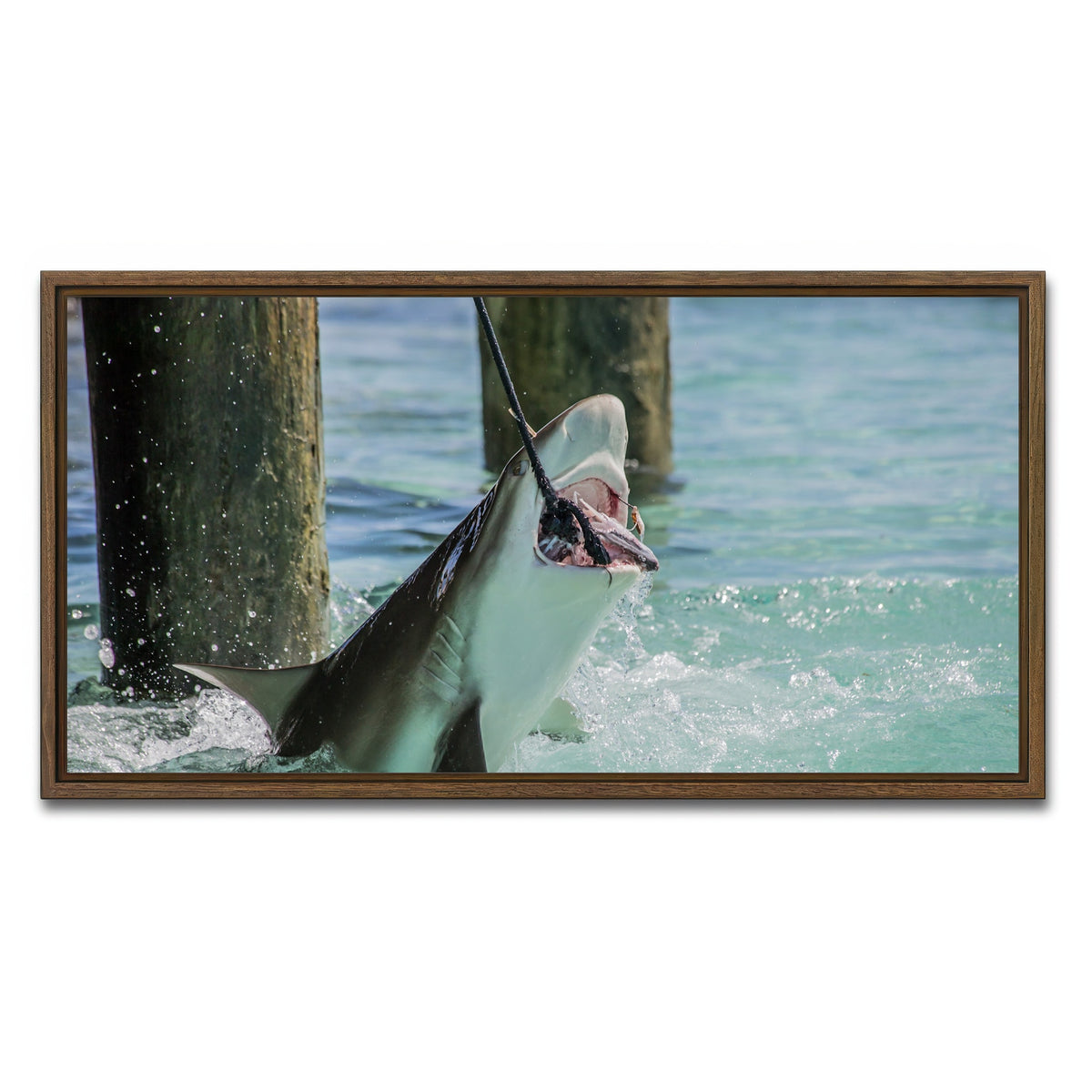 AUTO-MOCKUP WHITE | Bull Shark Snacking | 1 Piece | Walnut Framed Canvas | group=2x1