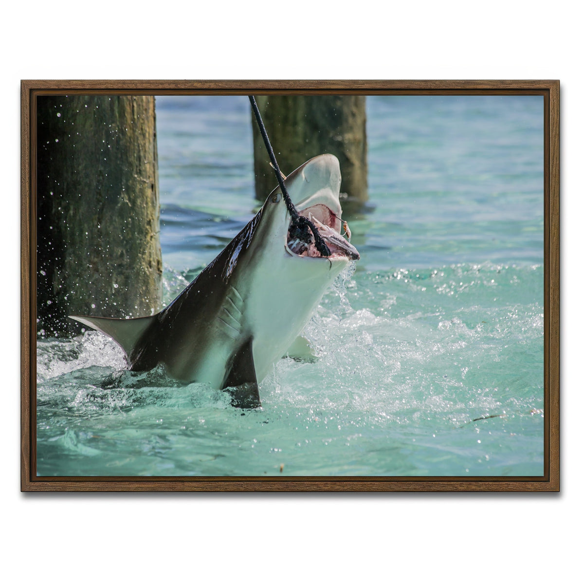 AUTO-MOCKUP WHITE | Bull Shark Snacking | 1 Piece | Walnut Framed Canvas | group=4x3