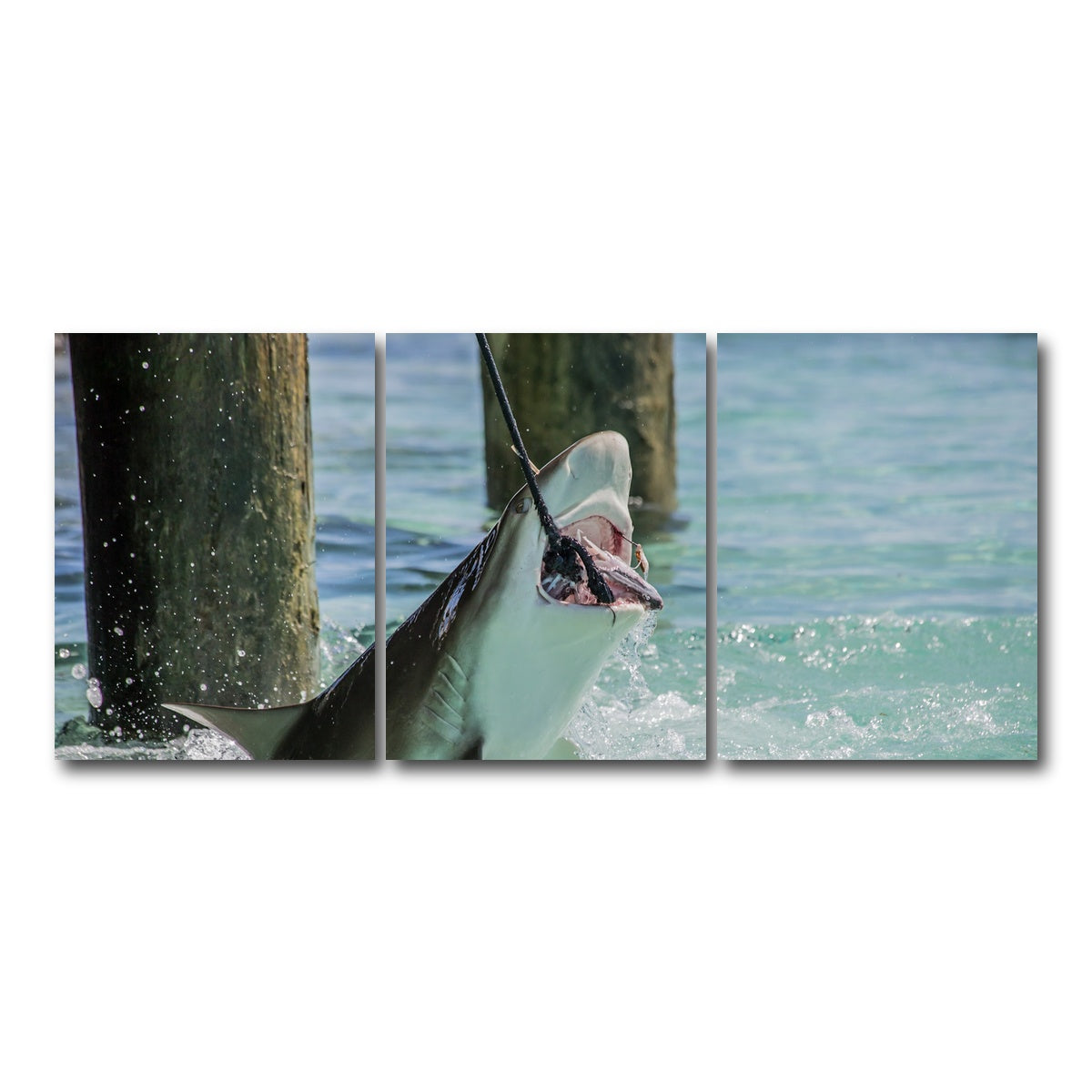 AUTO-MOCKUP WHITE | Bull Shark Snacking | 3 Piece | Gallery Wrap Canvas | group=18x24