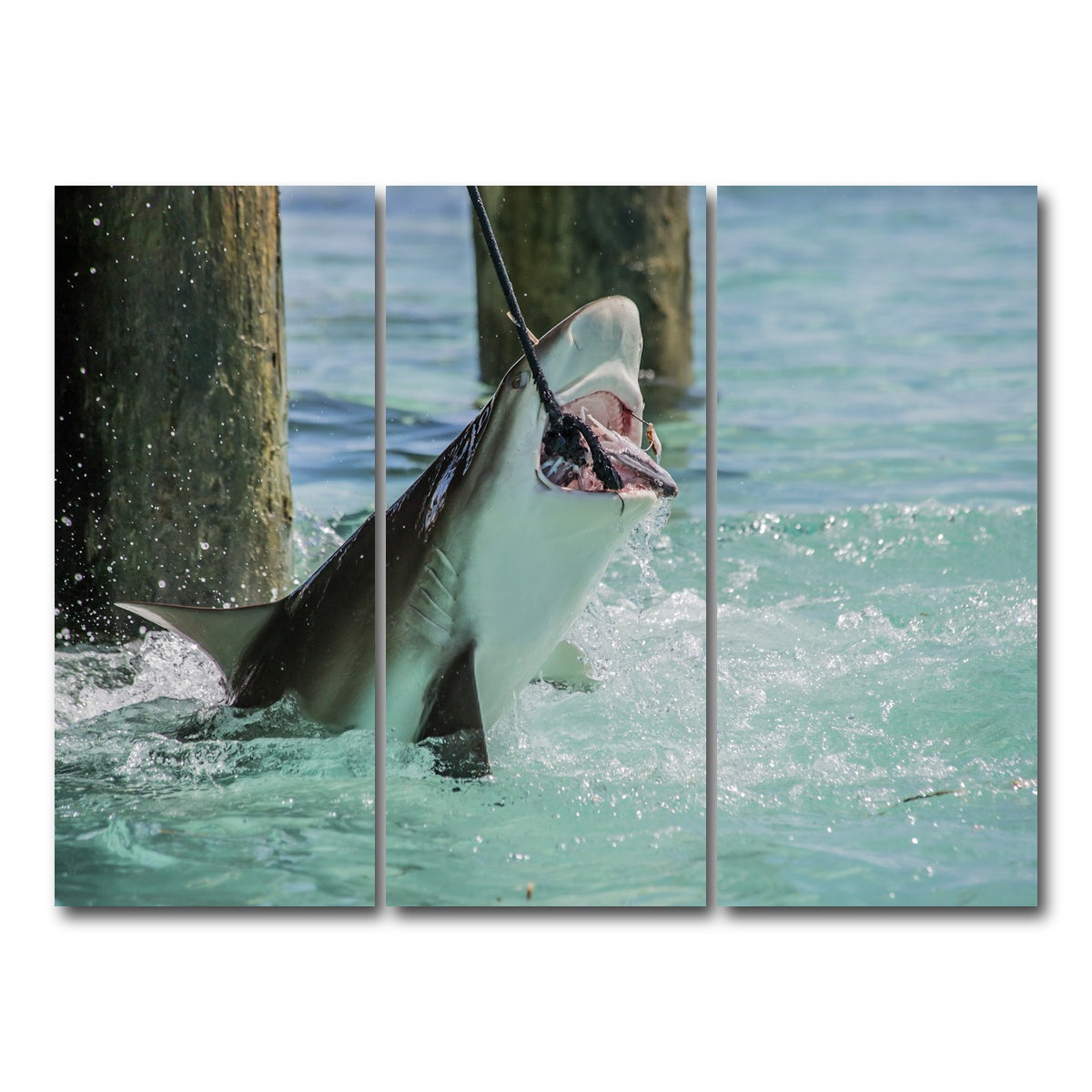 AUTO-MOCKUP WHITE | Bull Shark Snacking | 3 Piece | Gallery Wrap Canvas | group=8x18