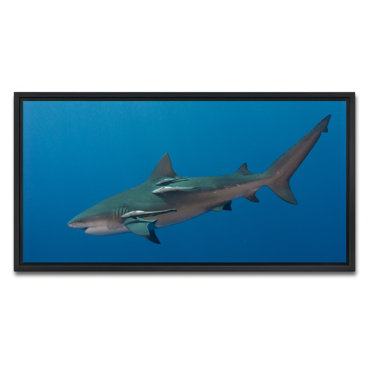 AUTO-MOCKUP WHITE | Bull Shark | 1 Piece | Black Framed Canvas | group=2x1