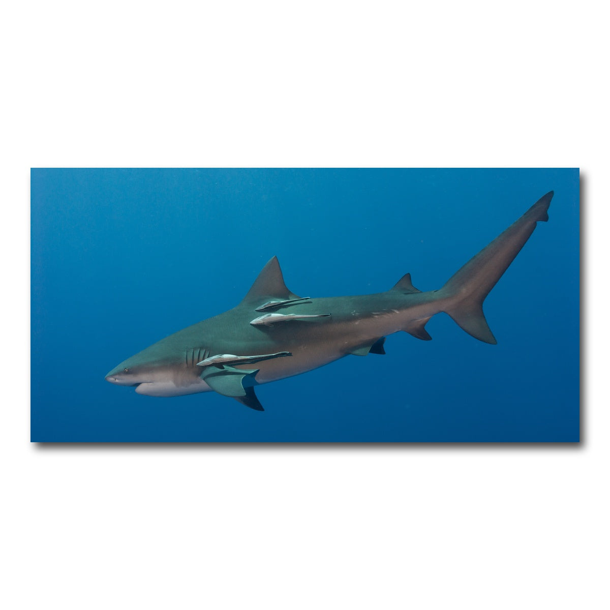 AUTO-MOCKUP WHITE | Bull Shark | 1 Piece | Gallery Wrap Canvas | group=2x1