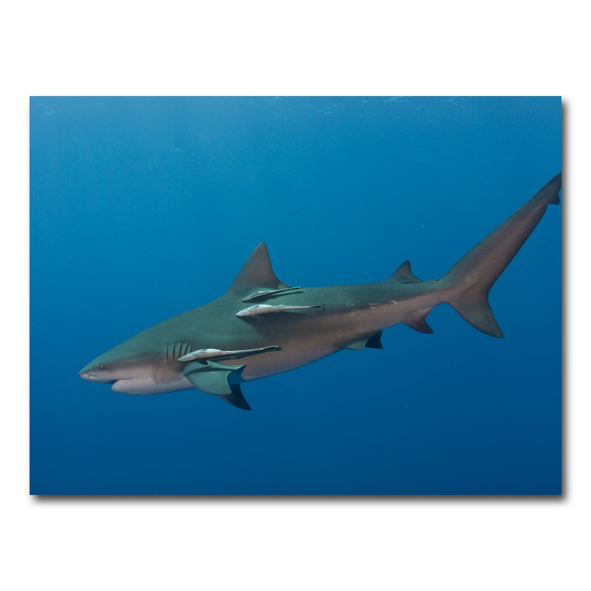 AUTO-MOCKUP WHITE | Bull Shark | 1 Piece | Gallery Wrap Canvas | group=4x3