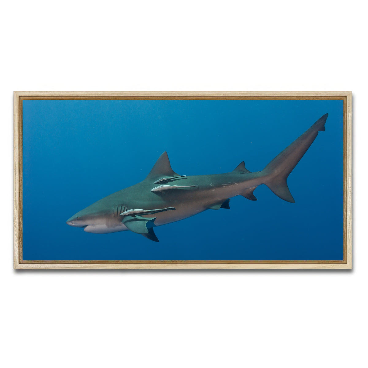 AUTO-MOCKUP WHITE | Bull Shark | 1 Piece | Natural Framed Canvas | group=2x1