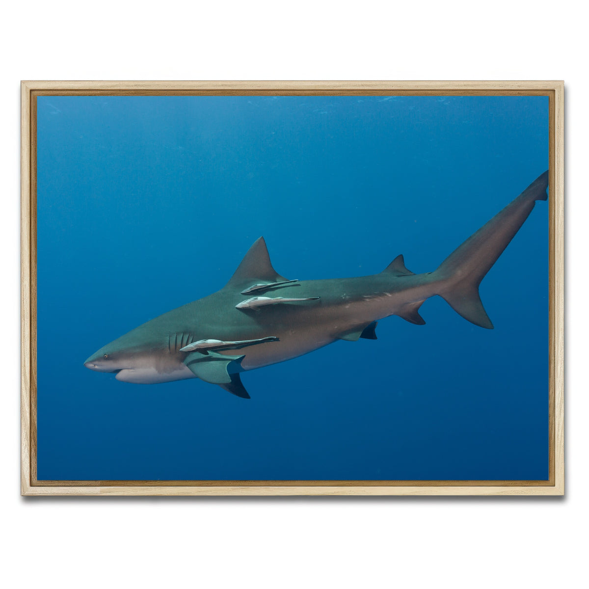 AUTO-MOCKUP WHITE | Bull Shark | 1 Piece | Natural Framed Canvas | group=4x3