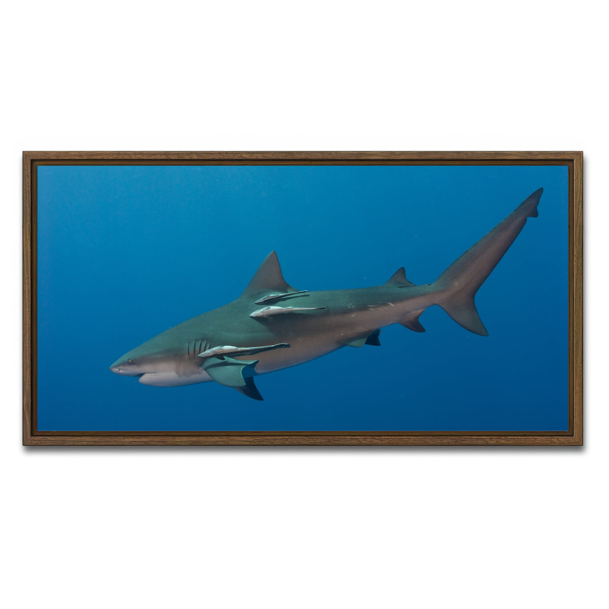 AUTO-MOCKUP WHITE | Bull Shark | 1 Piece | Walnut Framed Canvas | group=2x1