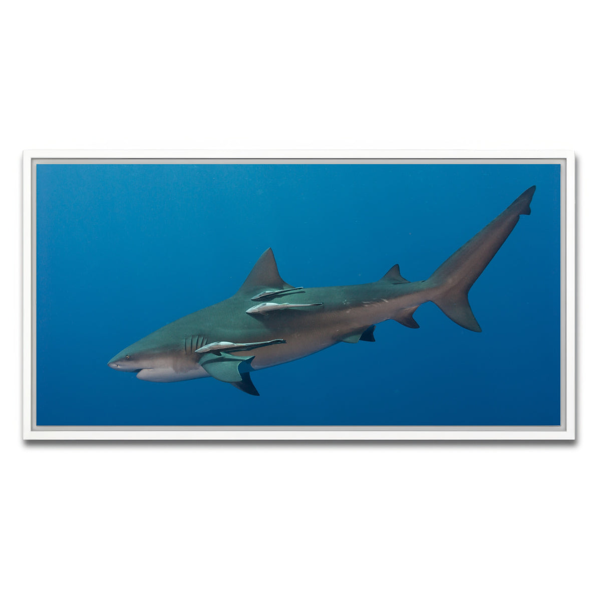 AUTO-MOCKUP WHITE | Bull Shark | 1 Piece | White Framed Canvas | group=2x1