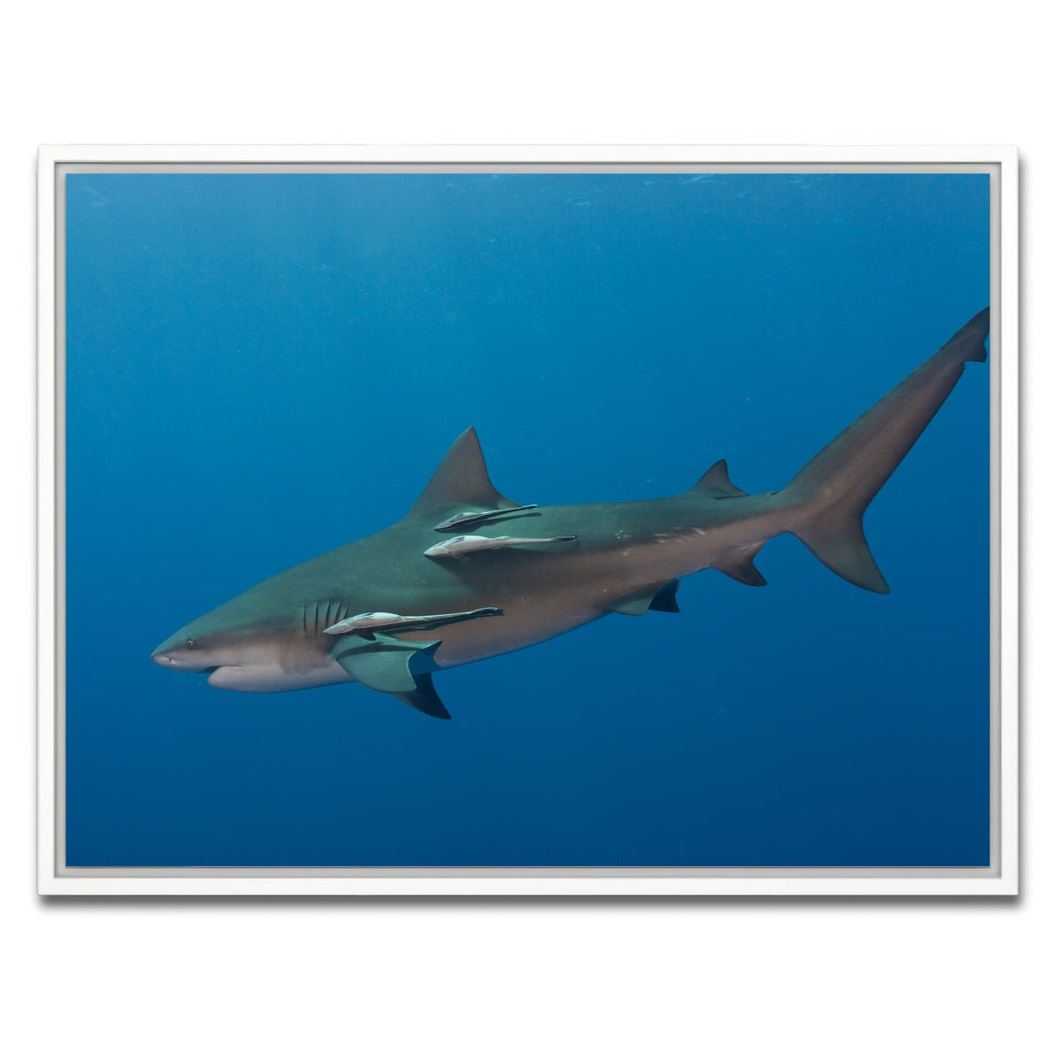 AUTO-MOCKUP WHITE | Bull Shark | 1 Piece | White Framed Canvas | group=4x3