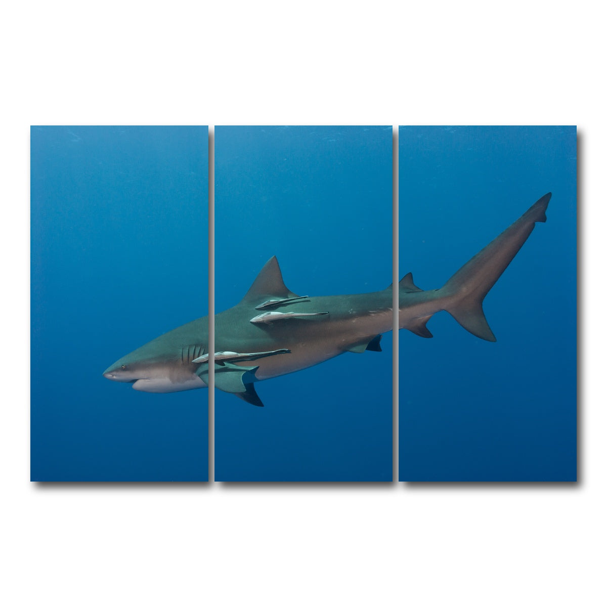 AUTO-MOCKUP WHITE | Bull Shark | 3 Piece | Gallery Wrap Canvas | group=12x24