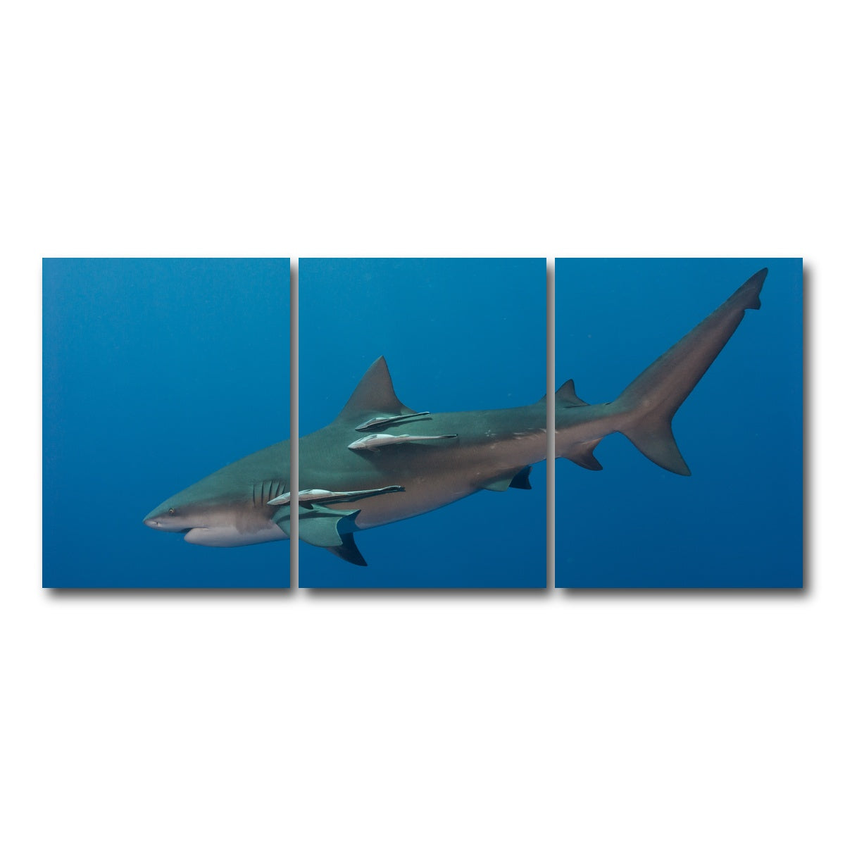 AUTO-MOCKUP WHITE | Bull Shark | 3 Piece | Gallery Wrap Canvas | group=18x24