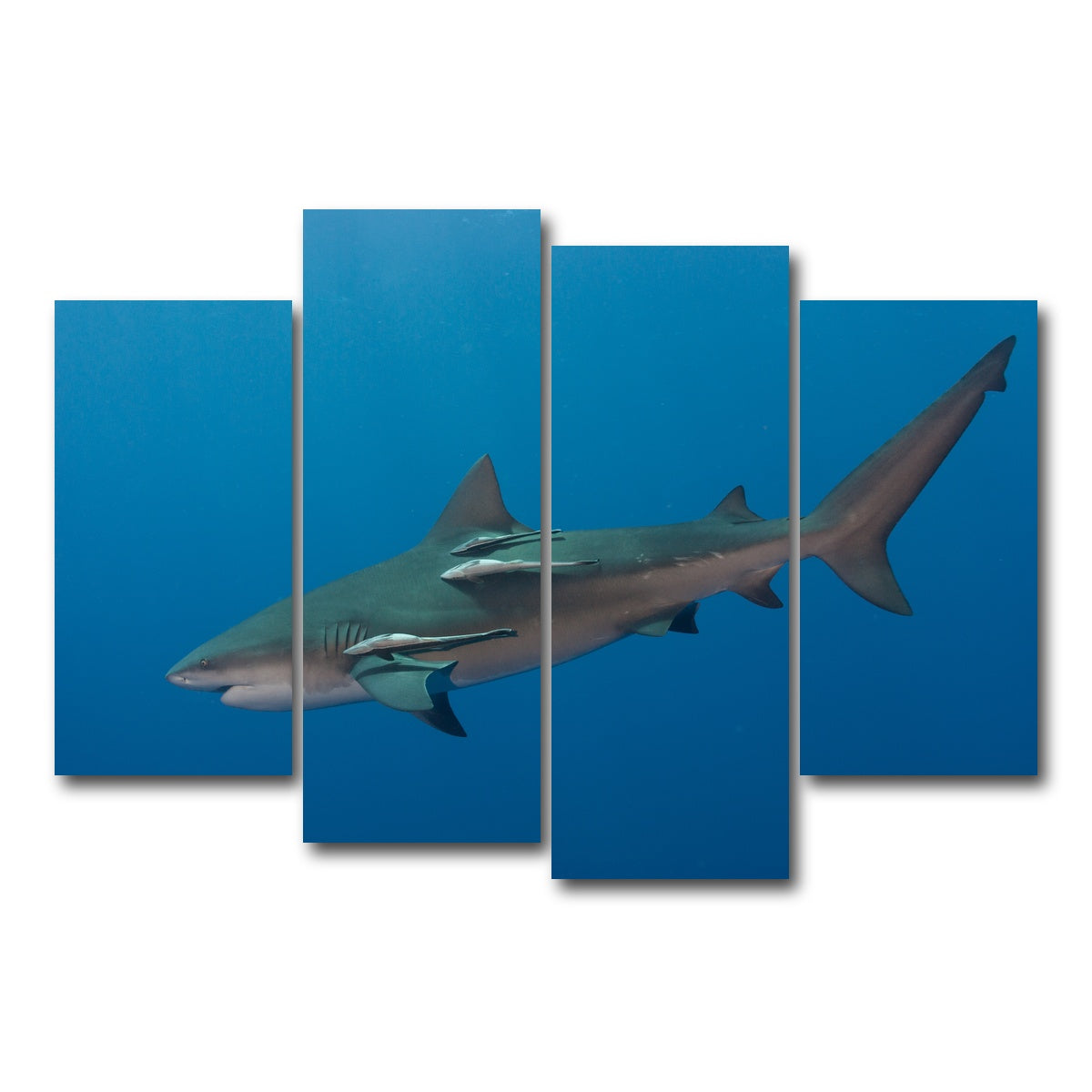 AUTO-MOCKUP WHITE | Bull Shark | 4 Piece | Gallery Wrap Canvas | group=4_short