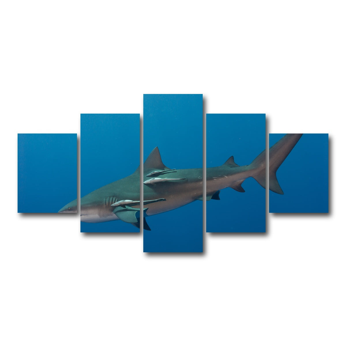 AUTO-MOCKUP WHITE | Bull Shark | 5 Piece | Gallery Wrap Canvas | group=5_short