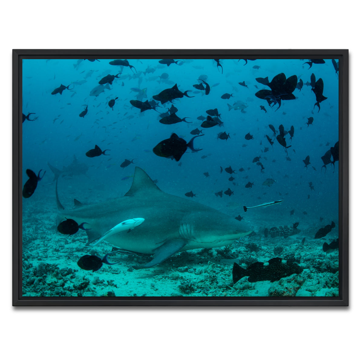 AUTO-MOCKUP WHITE | Bull Shark and Reef Fish | 1 Piece | Black Framed Canvas | group=4x3