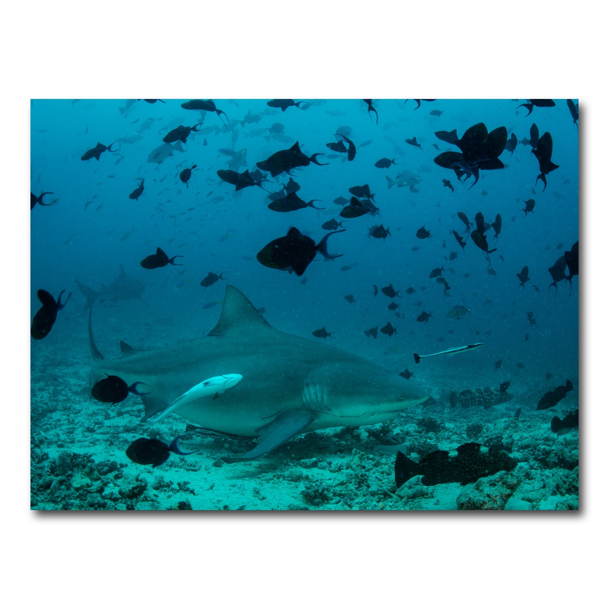 AUTO-MOCKUP WHITE | Bull Shark and Reef Fish | 1 Piece | Gallery Wrap Canvas | group=4x3