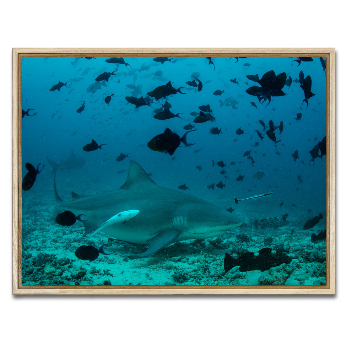 AUTO-MOCKUP WHITE | Bull Shark and Reef Fish | 1 Piece | Natural Framed Canvas | group=4x3