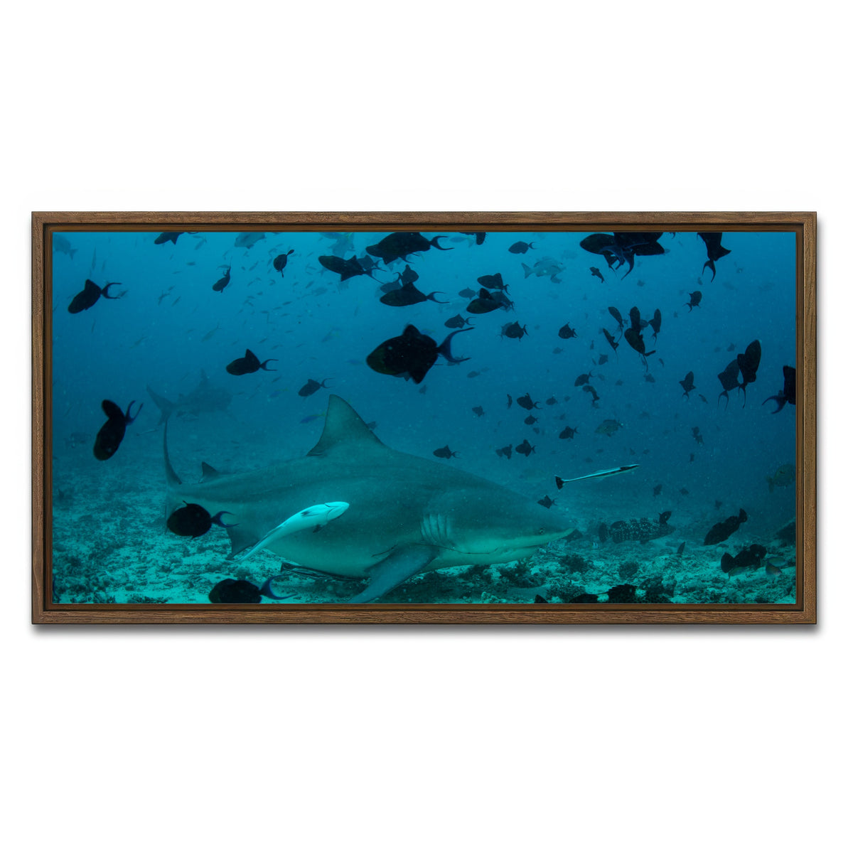 AUTO-MOCKUP WHITE | Bull Shark and Reef Fish | 1 Piece | Walnut Framed Canvas | group=2x1