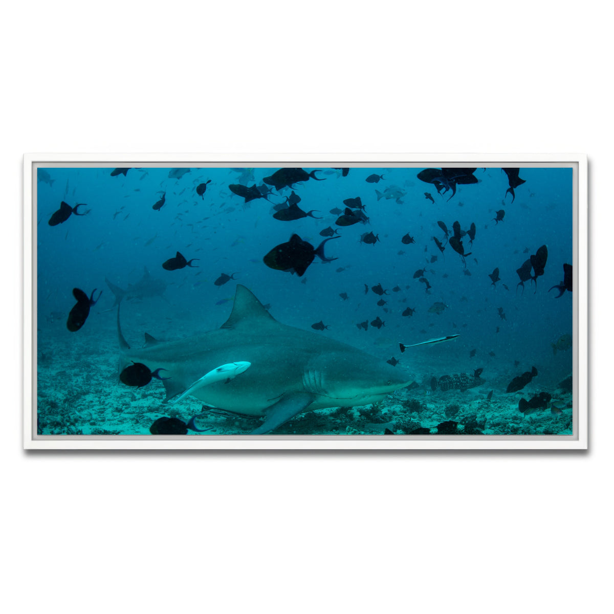 AUTO-MOCKUP WHITE | Bull Shark and Reef Fish | 1 Piece | White Framed Canvas | group=2x1