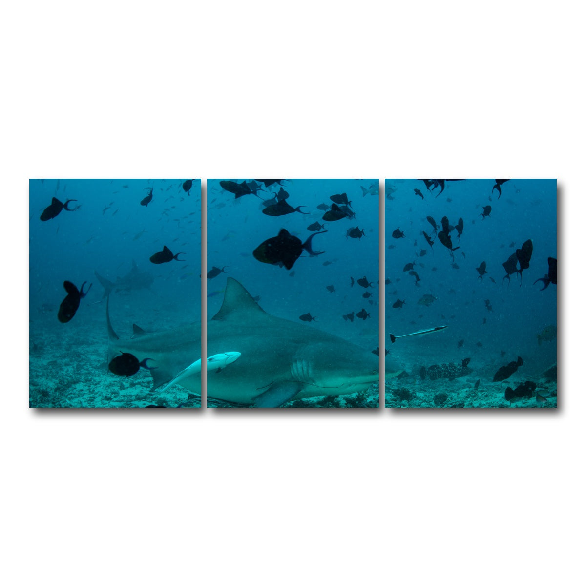 AUTO-MOCKUP WHITE | Bull Shark and Reef Fish | 3 Piece | Gallery Wrap Canvas | group=18x24