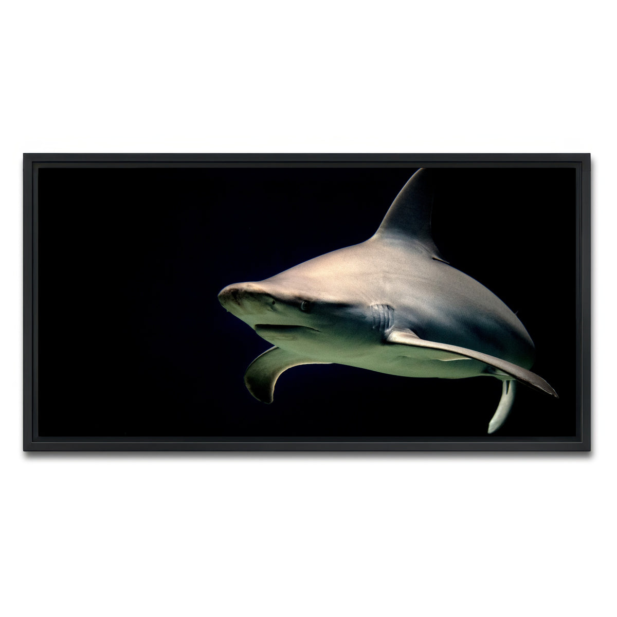 AUTO-MOCKUP WHITE | Bull Shark at night | 1 Piece | Black Framed Canvas | group=2x1