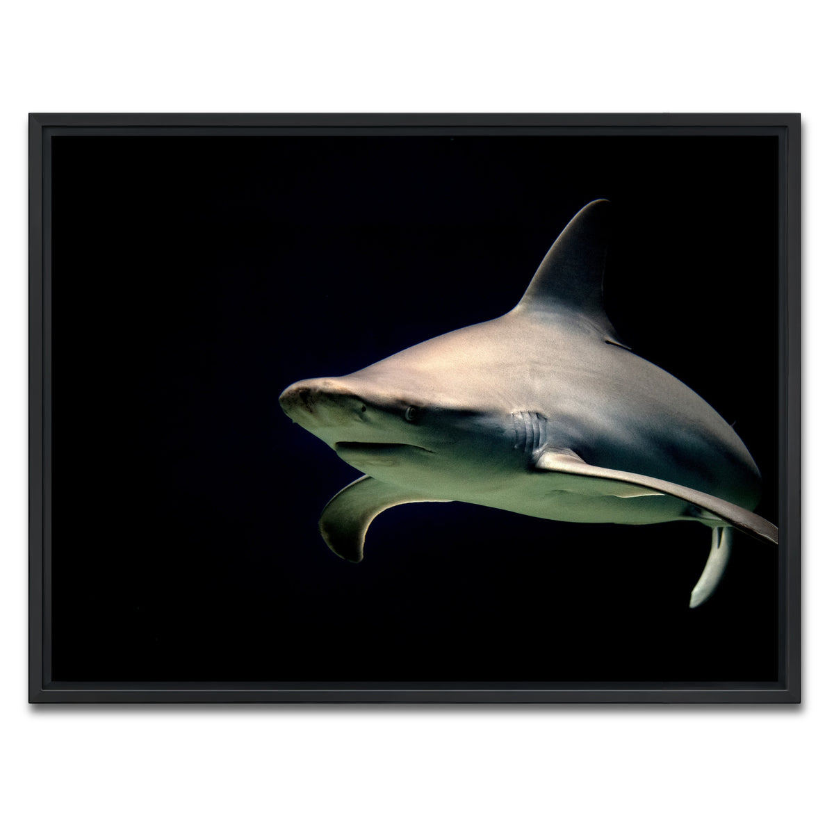 AUTO-MOCKUP WHITE | Bull Shark at night | 1 Piece | Black Framed Canvas | group=4x3