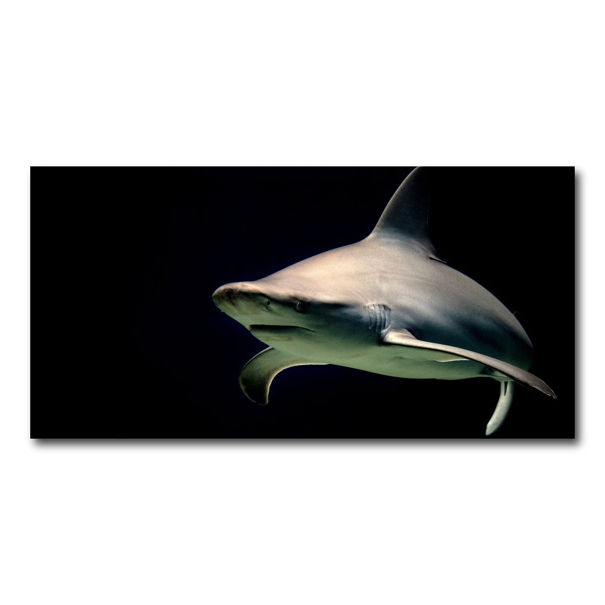 AUTO-MOCKUP WHITE | Bull Shark at night | 1 Piece | Gallery Wrap Canvas | group=2x1