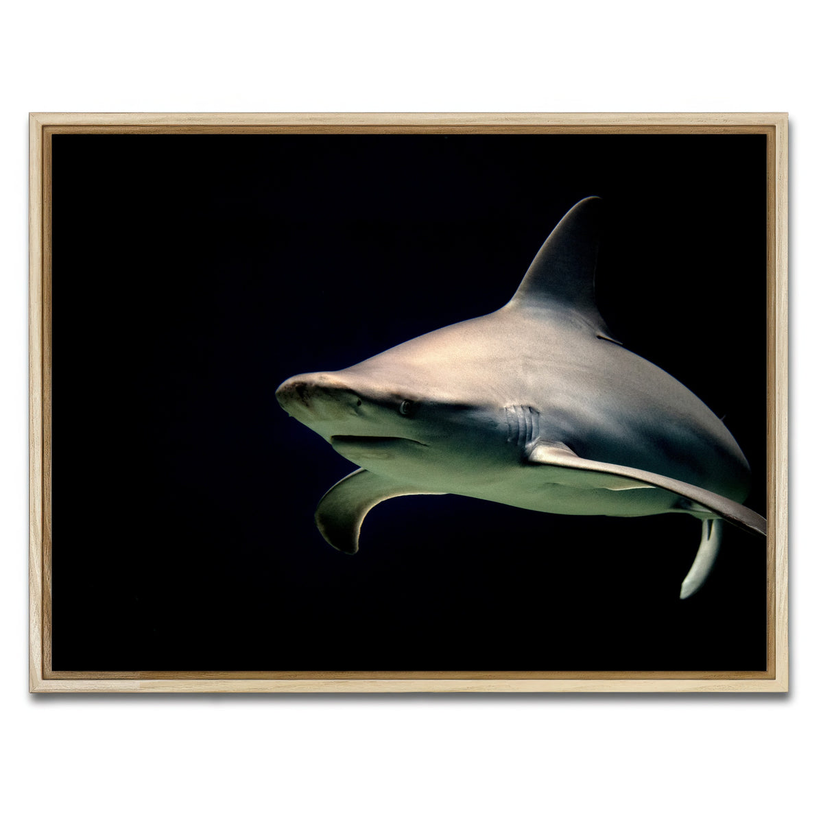 AUTO-MOCKUP WHITE | Bull Shark at night | 1 Piece | Natural Framed Canvas | group=4x3