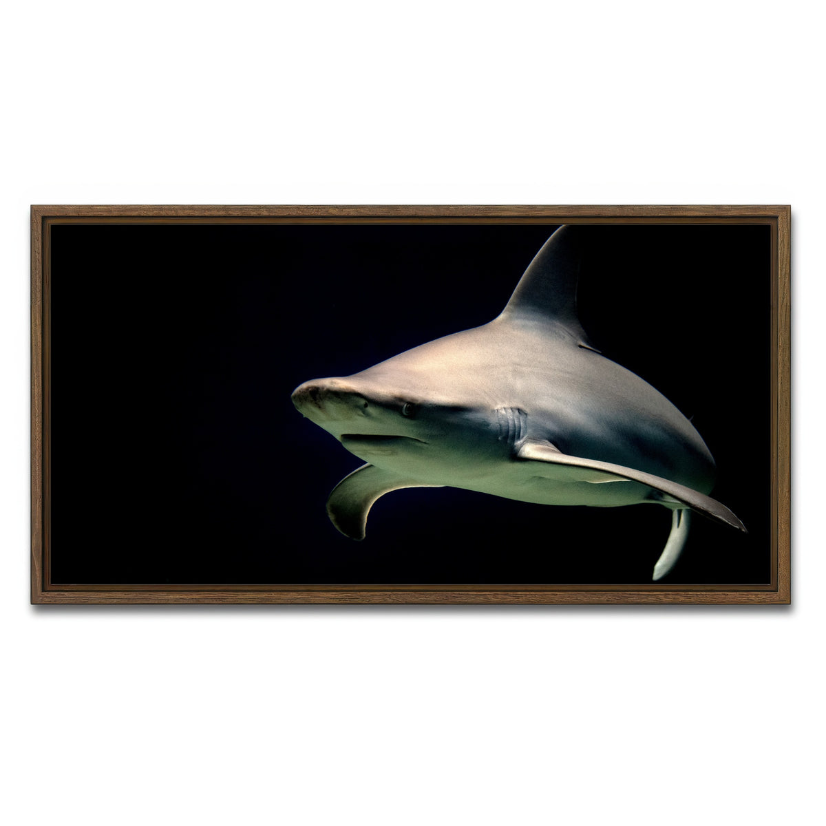 AUTO-MOCKUP WHITE | Bull Shark at night | 1 Piece | Walnut Framed Canvas | group=2x1