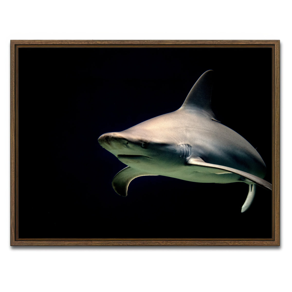 AUTO-MOCKUP WHITE | Bull Shark at night | 1 Piece | Walnut Framed Canvas | group=4x3