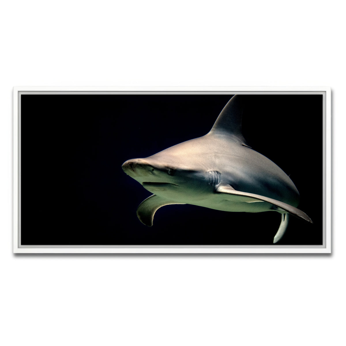 AUTO-MOCKUP WHITE | Bull Shark at night | 1 Piece | White Framed Canvas | group=2x1