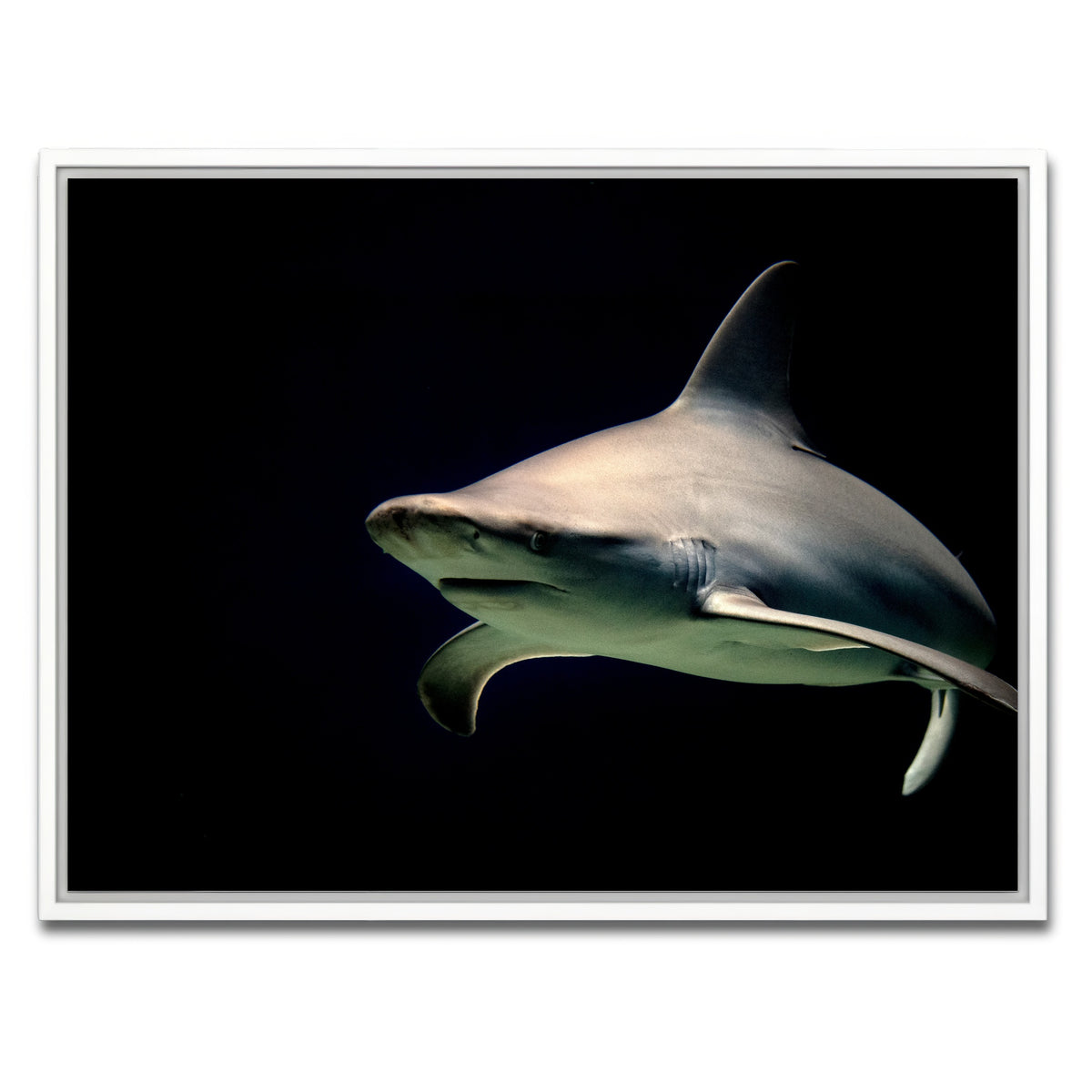 AUTO-MOCKUP WHITE | Bull Shark at night | 1 Piece | White Framed Canvas | group=4x3