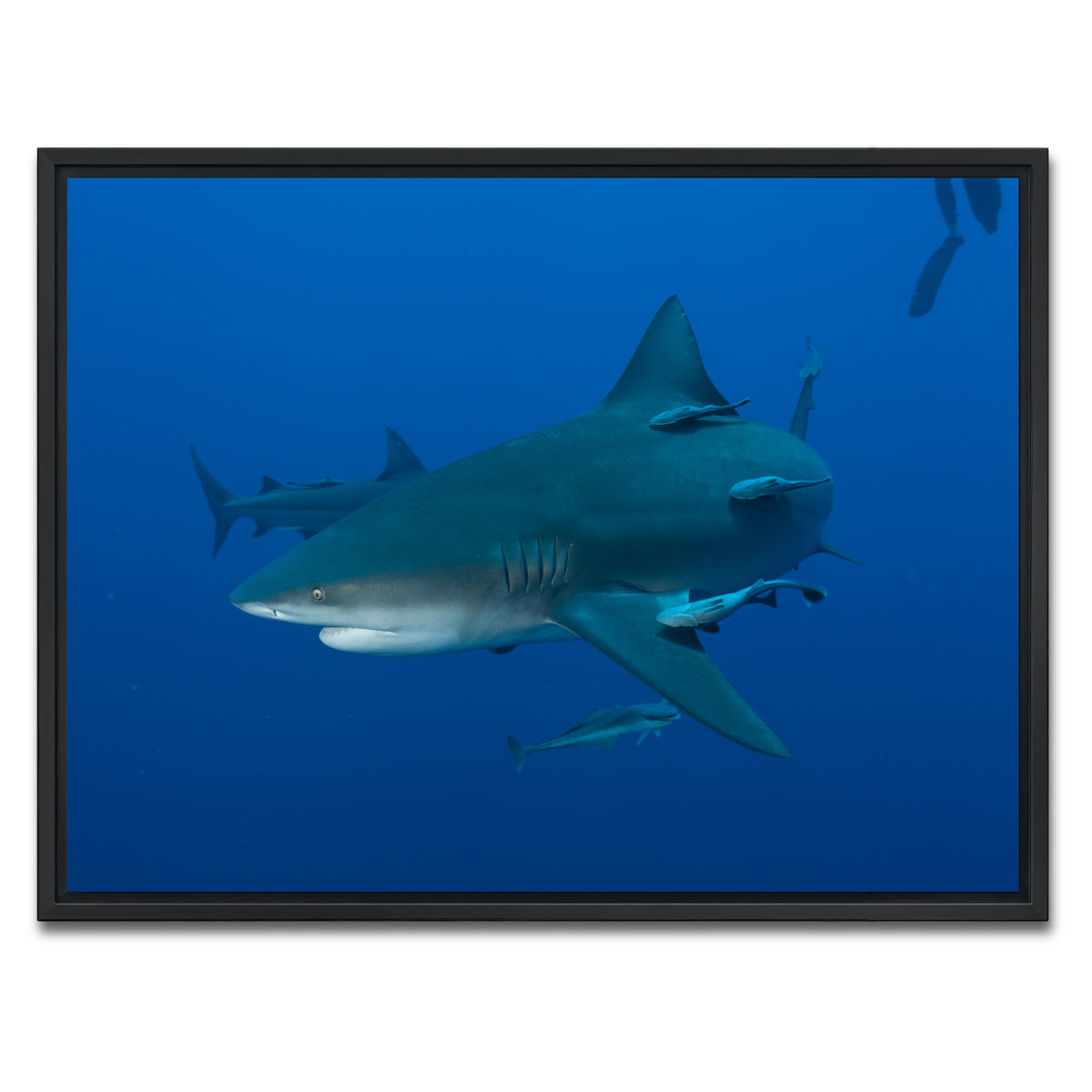 AUTO-MOCKUP WHITE | Bull shark and Remoras | 1 Piece | Black Framed Canvas | group=4x3