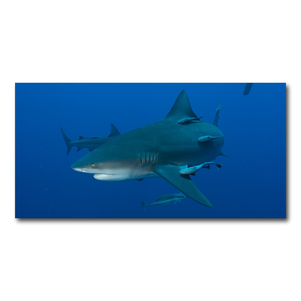 AUTO-MOCKUP WHITE | Bull shark and Remoras | 1 Piece | Gallery Wrap Canvas | group=2x1