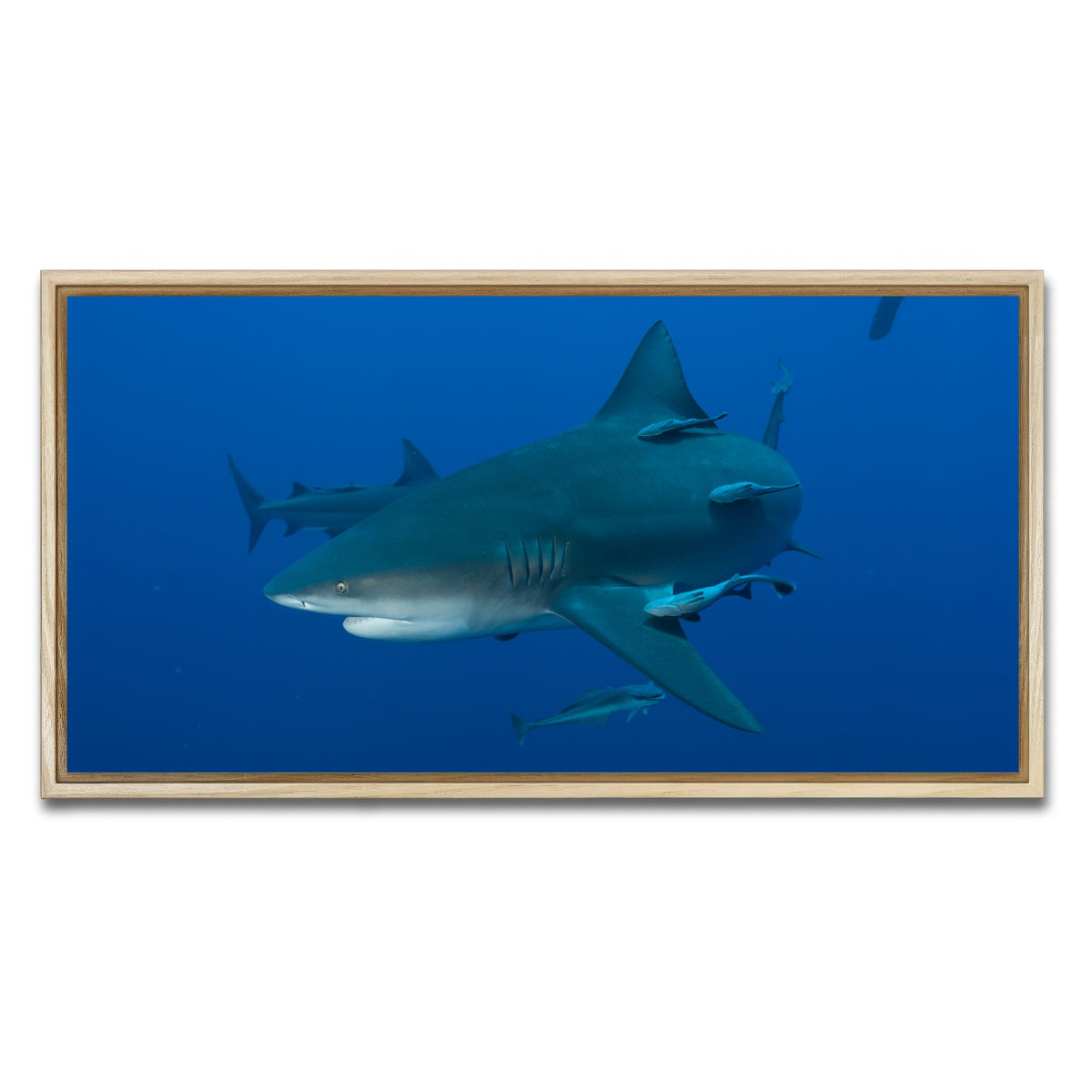AUTO-MOCKUP WHITE | Bull shark and Remoras | 1 Piece | Natural Framed Canvas | group=2x1