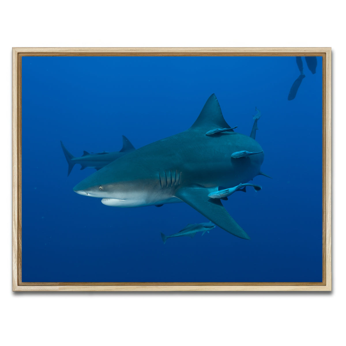AUTO-MOCKUP WHITE | Bull shark and Remoras | 1 Piece | Natural Framed Canvas | group=4x3