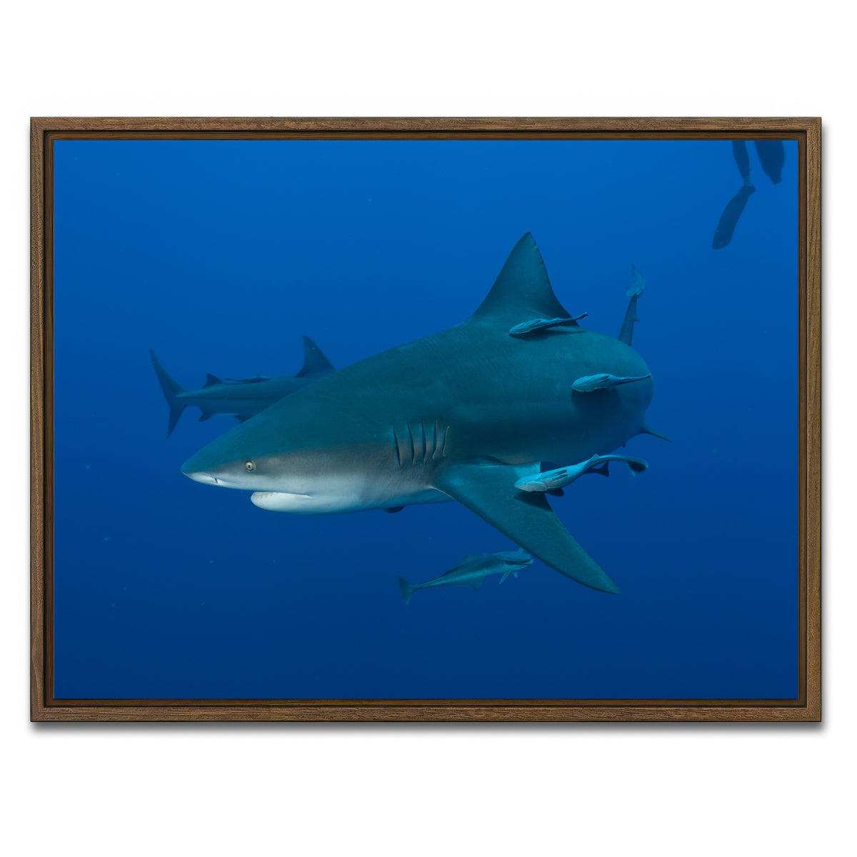 AUTO-MOCKUP WHITE | Bull shark and Remoras | 1 Piece | Walnut Framed Canvas | group=4x3