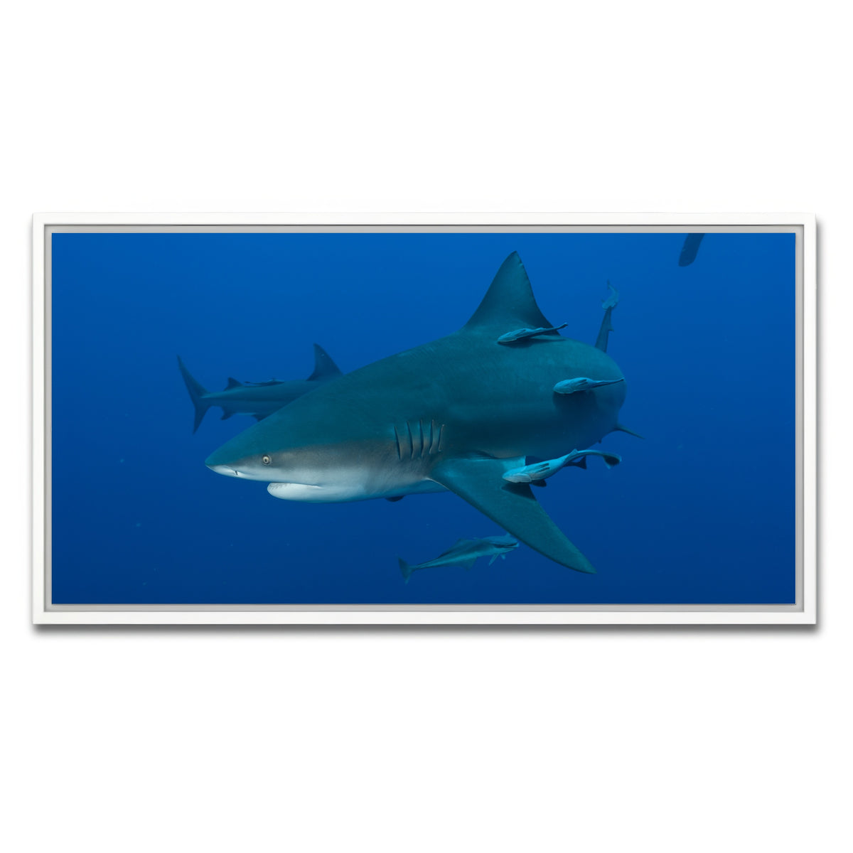 AUTO-MOCKUP WHITE | Bull shark and Remoras | 1 Piece | White Framed Canvas | group=2x1