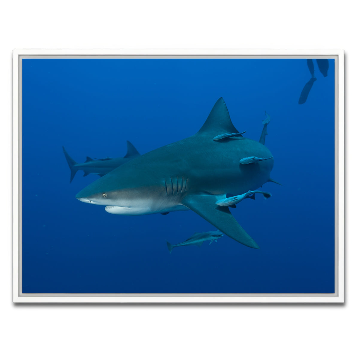 AUTO-MOCKUP WHITE | Bull shark and Remoras | 1 Piece | White Framed Canvas | group=4x3