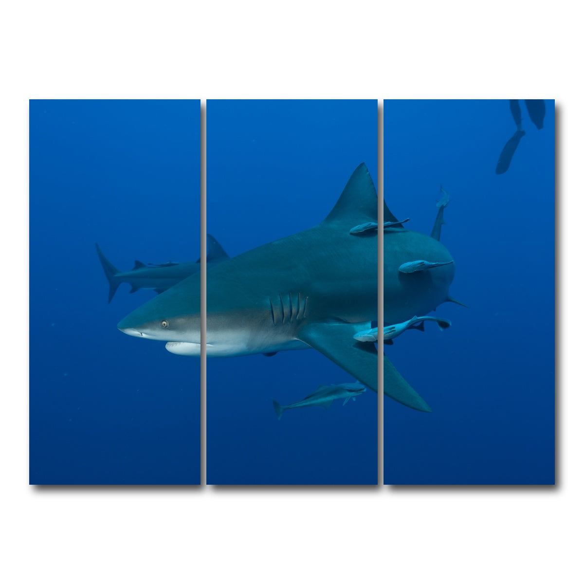 AUTO-MOCKUP WHITE | Bull shark and Remoras | 3 Piece | Gallery Wrap Canvas | group=8x18
