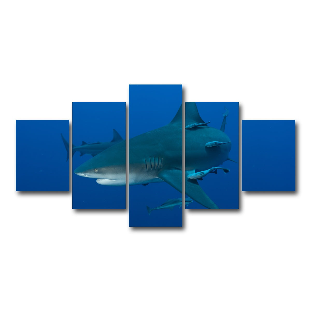 AUTO-MOCKUP WHITE | Bull shark and Remoras | 5 Piece | Gallery Wrap Canvas | group=5_short