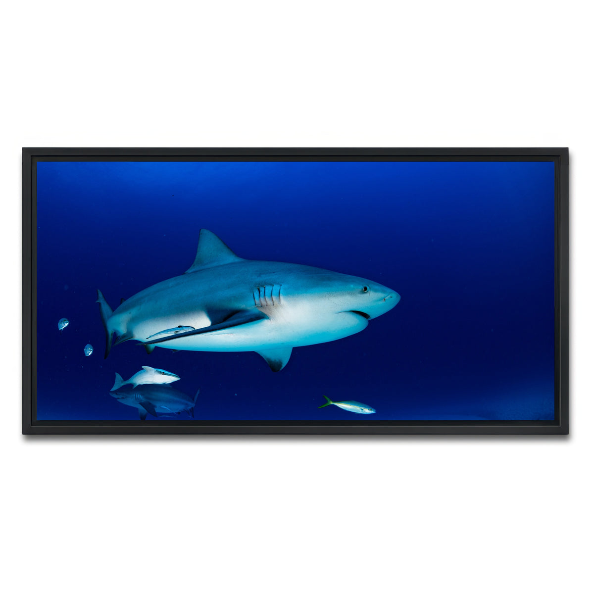 AUTO-MOCKUP WHITE | Bull shark in the blue ocean | 1 Piece | Black Framed Canvas | group=2x1