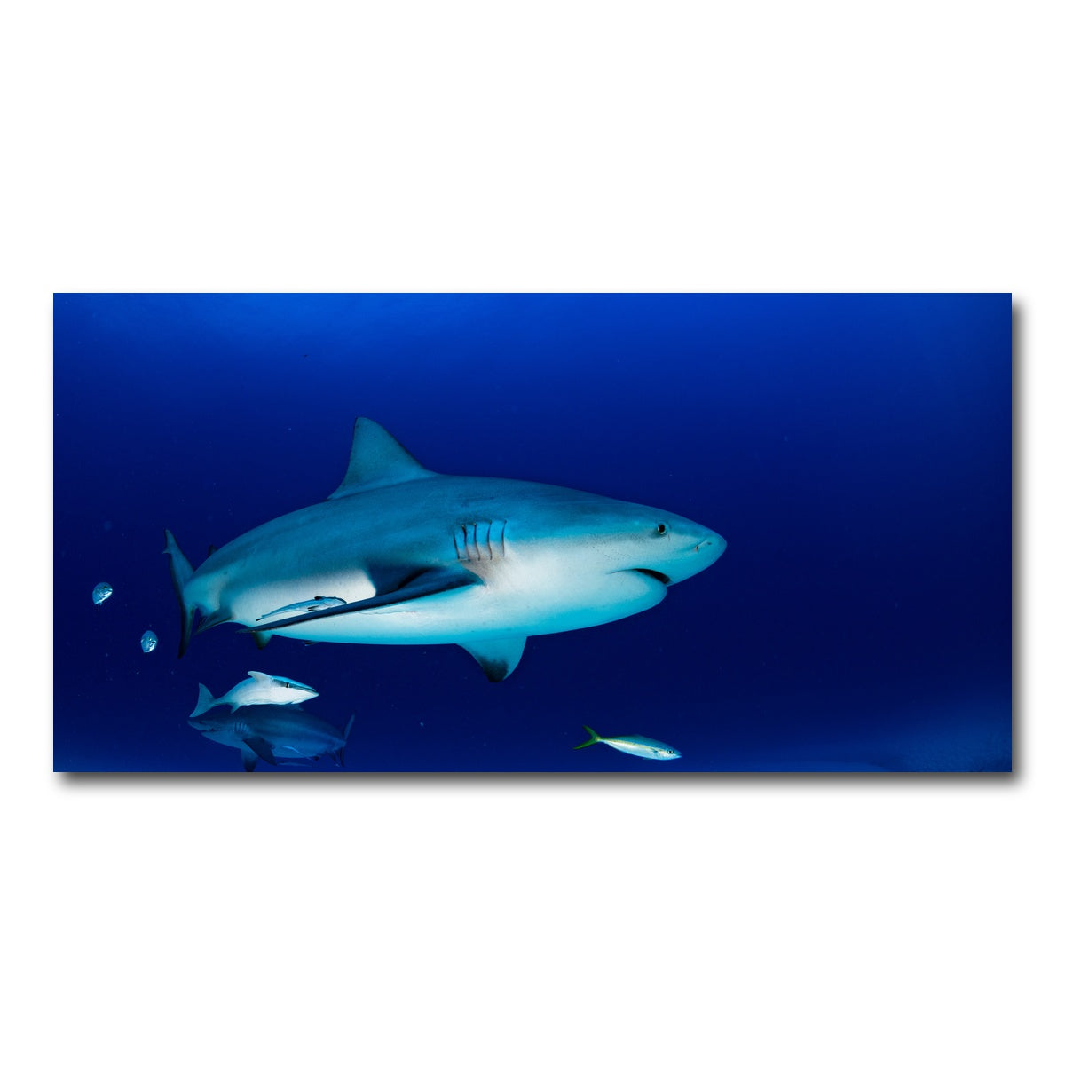 AUTO-MOCKUP WHITE | Bull shark in the blue ocean | 1 Piece | Gallery Wrap Canvas | group=2x1