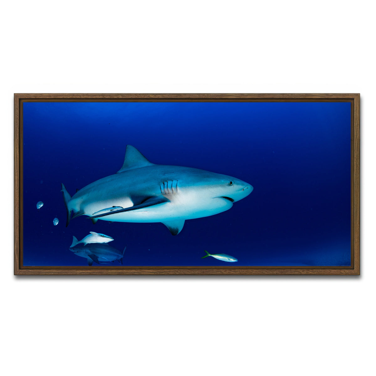AUTO-MOCKUP WHITE | Bull shark in the blue ocean | 1 Piece | Walnut Framed Canvas | group=2x1
