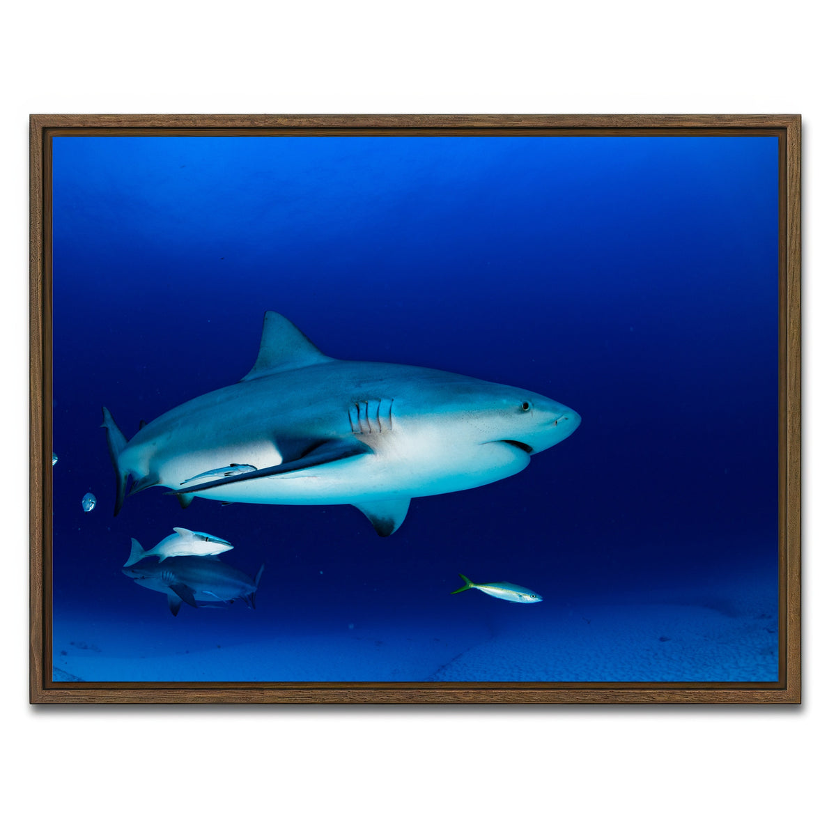 AUTO-MOCKUP WHITE | Bull shark in the blue ocean | 1 Piece | Walnut Framed Canvas | group=4x3