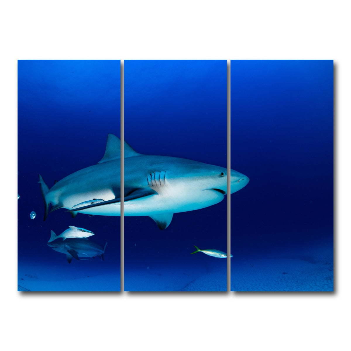 AUTO-MOCKUP WHITE | Bull shark in the blue ocean | 3 Piece | Gallery Wrap Canvas | group=8x18