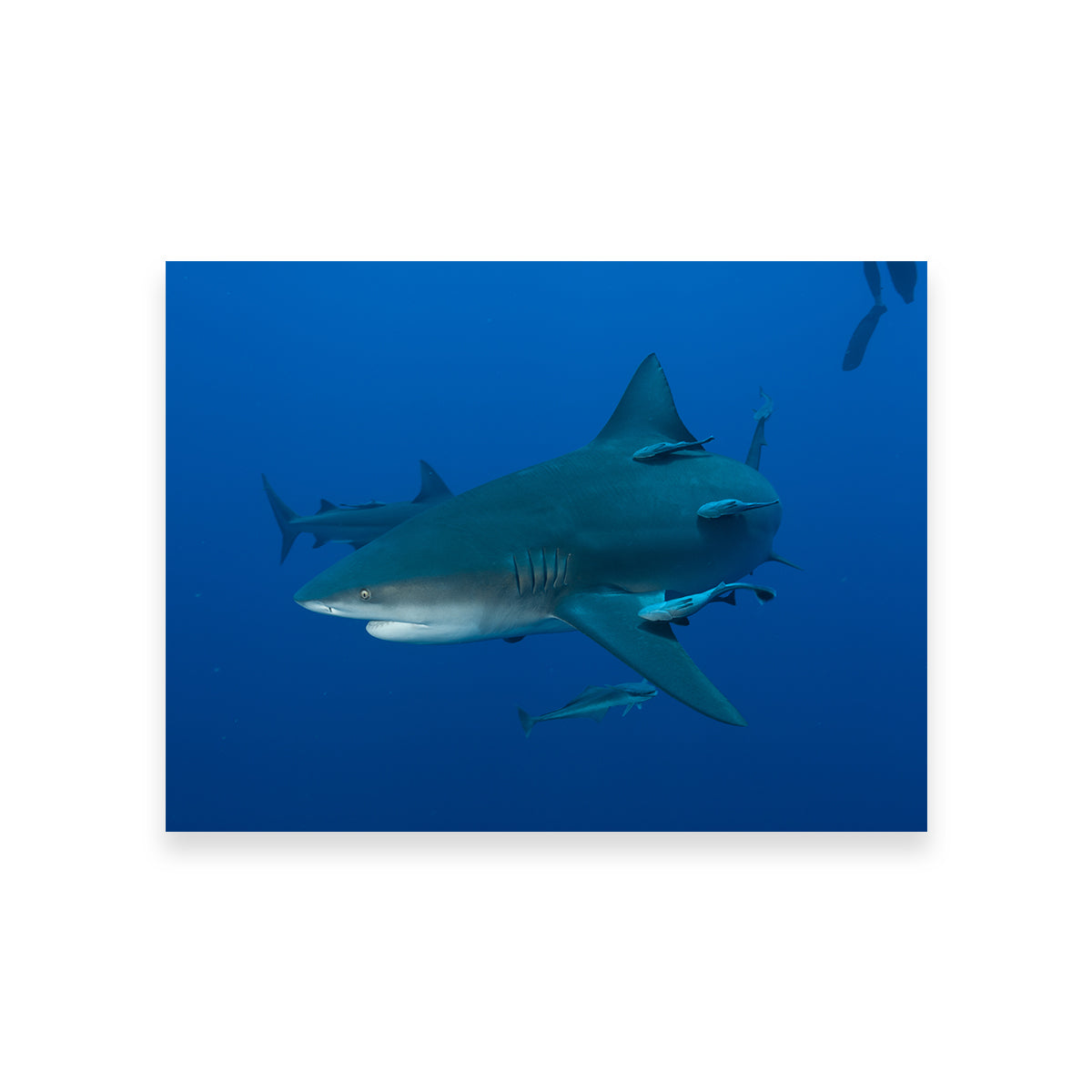 Bull shark and Remoras Wall Art