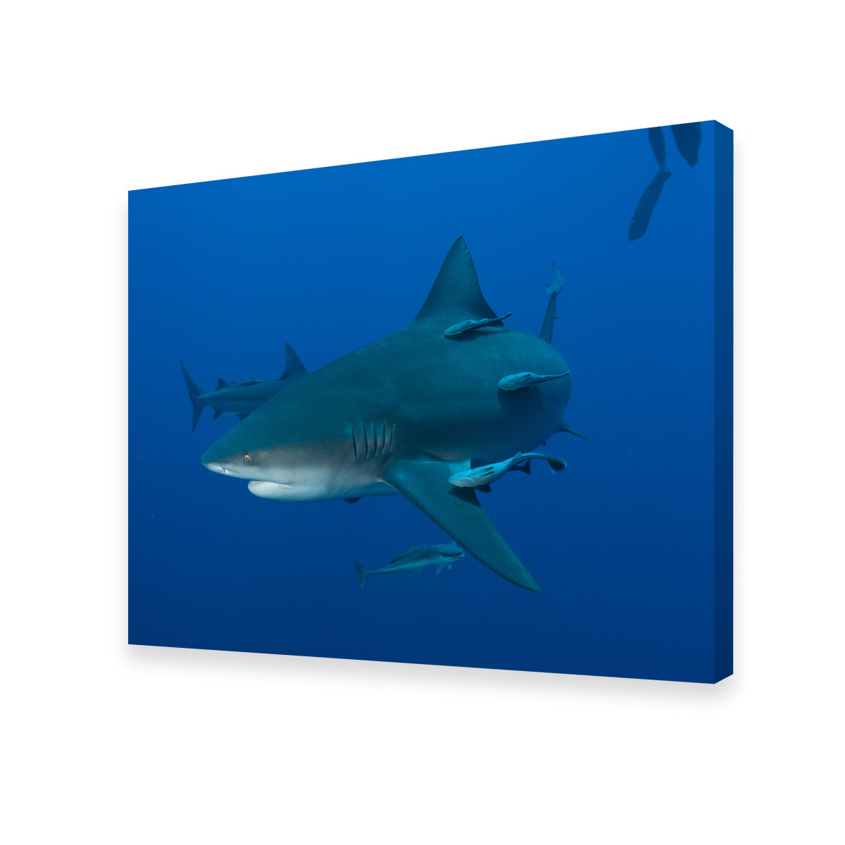 Bull shark and Remoras Wall Art