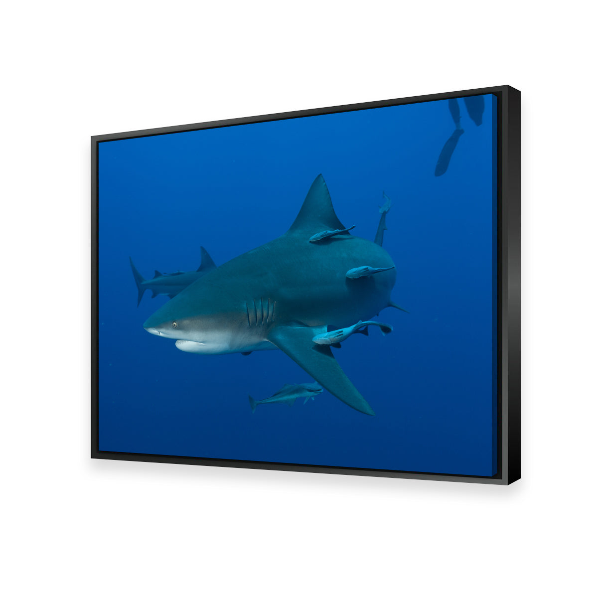 Bull shark and Remoras Wall Art