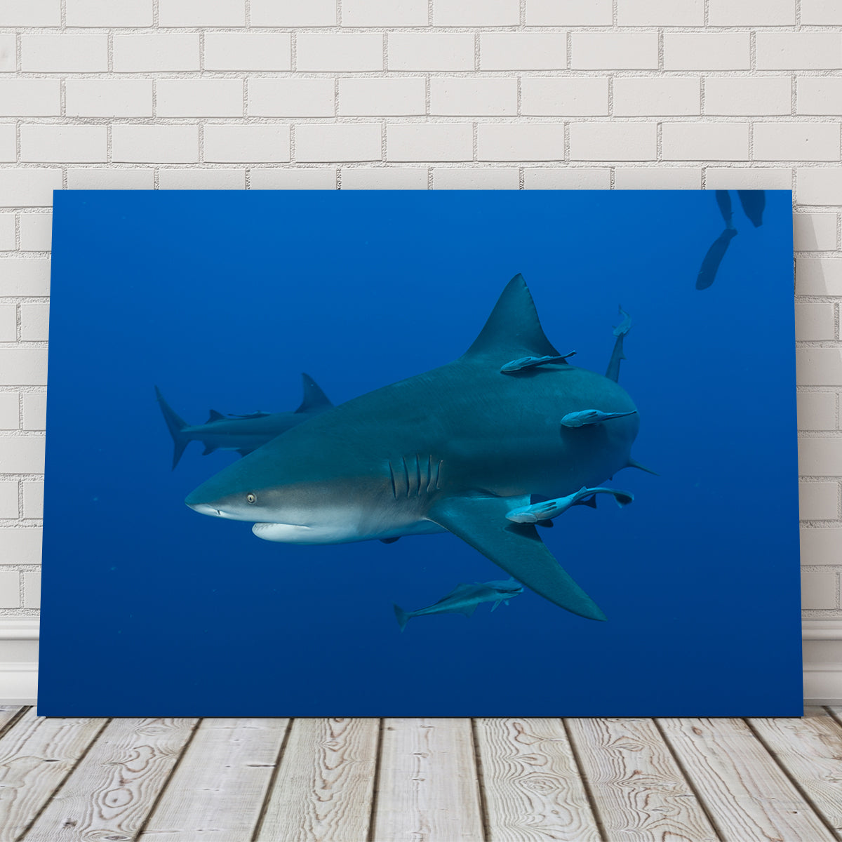 Bull shark and Remoras Wall Art