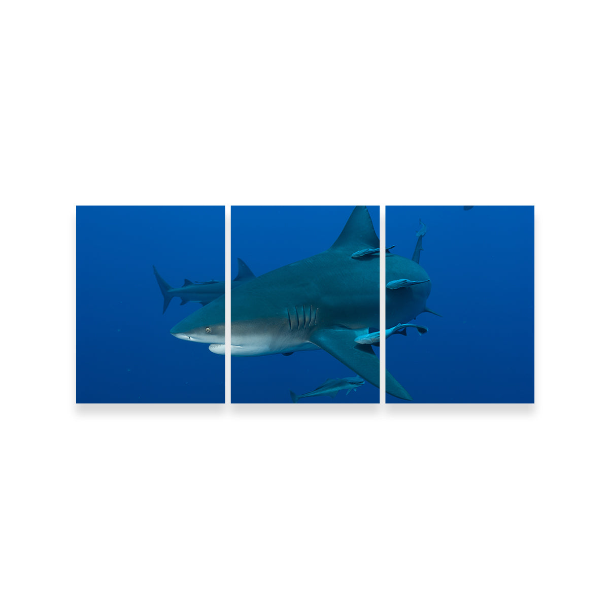 Bull shark and Remoras Wall Art